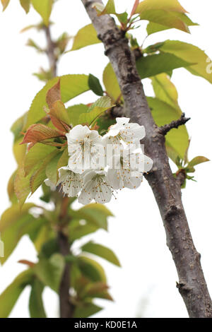 Immagine ravvicinata di lapins fiori di ciliegio in primavera Foto Stock