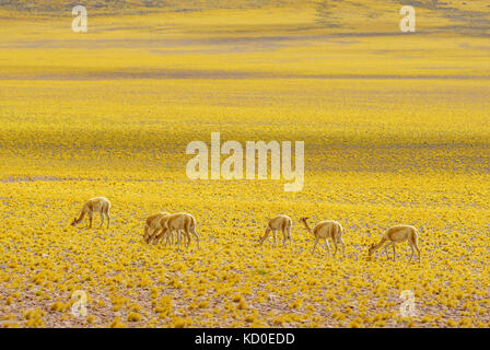 Vista di vigogna nel altiplano paesaggio del Cile da San Pedro de Atacama Foto Stock