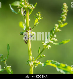 Impianto di colonia di pidocchi e alcune formiche sul verde della tipica vegetazione mediterranea in un ambiente soleggiato Foto Stock