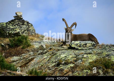 Ibex maschio posa sulla cresta rocciosa, Wildtierwanderweg, Hannig, Saas Fee. Vallese, Svizzera Foto Stock