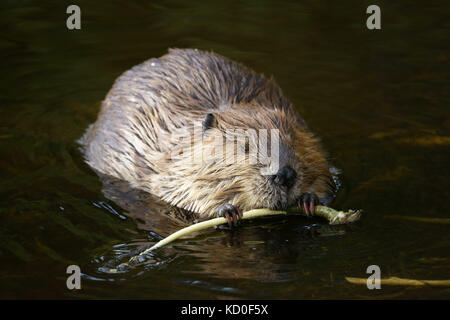 Castoro (Castor canadensis) mangiare corteccia di salice dal rametto, Parco Nazionale di Denali. Alaska Foto Stock