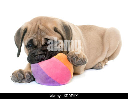 Cucciolo di bull mastiff giocare davanti a uno sfondo bianco Foto Stock