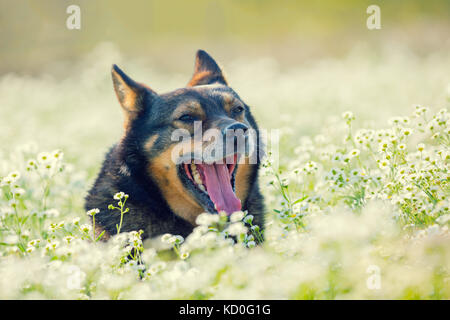 Cane a camminare nel prato di fiori Foto Stock