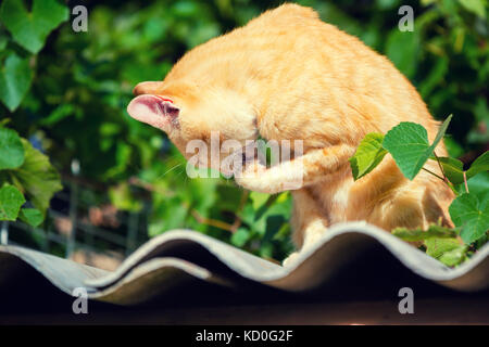 Cucciolo rosso seduto su una superficie ondulata all'aperto nel vigneto in estate. il gatto lambisce la zampa Foto Stock