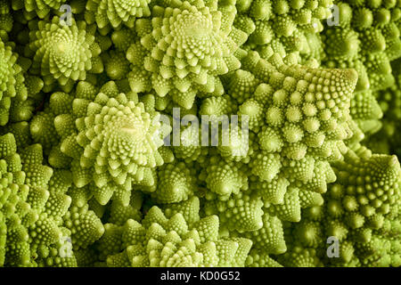 Romanesco verdure broccoli rappresenta un naturale modello frattale ed è ricco di vitimans. Per la prima volta documentata in Italia provenienti dalla brassica ole Foto Stock