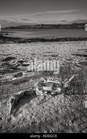 Uno scheletro di un morto Gannett, uccelli di mare sulle isole Scilly,Cornwall Foto Stock