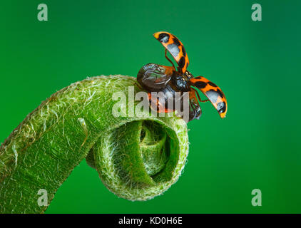 Harlequin ladybird Harmonia axyridis,cornwall, Regno Unito Foto Stock