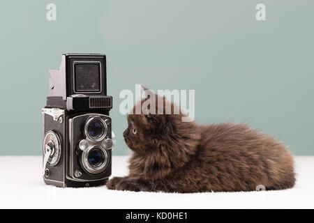 Il persiano gattino indagando fotocamera Foto Stock