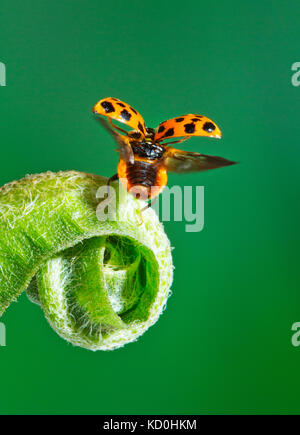 Harlequin ladybird Harmonia axyridis,cornwall, Regno Unito Foto Stock