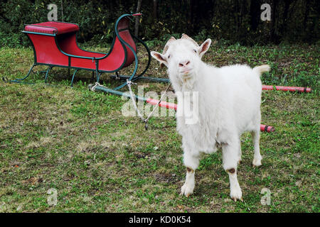 Vecchia capra bianca imbrigliato in una slitta in piedi sull'erba Foto Stock