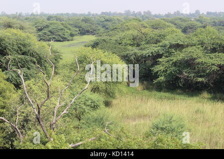 Vista aerea di sultanpur parco nazionale da bird watching tower Foto Stock