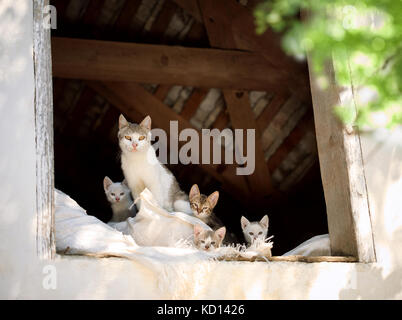 Felice Famiglia gatti, gatti e gattini Foto Stock