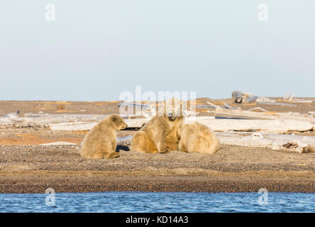 Orso polare della scrofa (maritimus di Ursus) e cubs che allattano sulla spit lungo il mare di Beaufort sull'isola di Barter in Kaktovik, Alaska. Autunno. Pomeriggio. Foto Stock