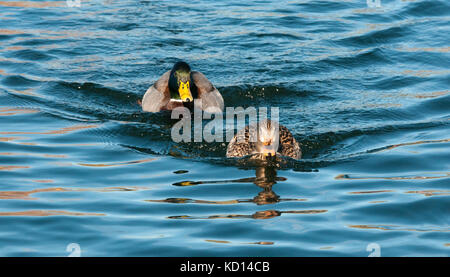 Maschio e femmina di germano reale (Anas platyrhynchos), acqua di Gilbert Ranch, Phoenix, AZ, birdwatching spot Foto Stock