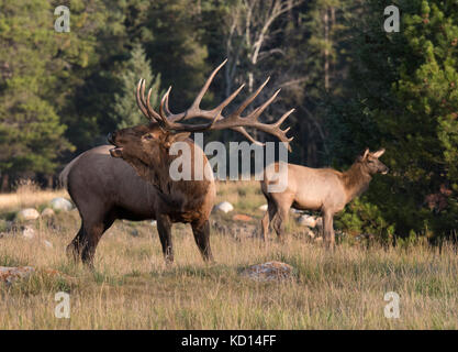 Bull e cow elk permanente al bordo della foresta, (Cervus canadensis), il Parco Nazionale di Jasper, Alberta, Canada Foto Stock