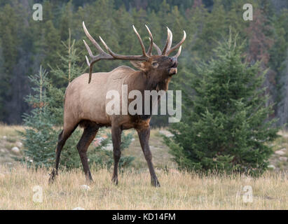 Bull elk bugling, comportamento rut, camminare a bordo della foresta, (Cervus canadensis), il Parco Nazionale di Jasper, Alberta, Canada Foto Stock