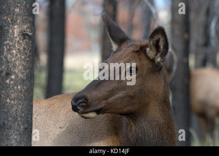 Ritratto di mucca (femmina) elk o wapiti (Cervus canadensis), il Parco Nazionale di Jasper, Alberta, Canada Foto Stock