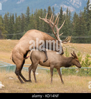 Bull Elk coniugata o allevamento con Cow Elk. (Cervus canadensis). Parco Nazionale di Jasper, Alberta, Canada. Foto Stock