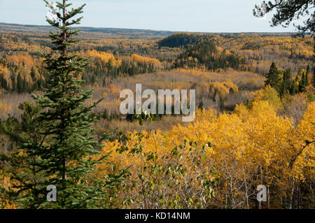 New Scenic 5 posti di autunno foresta boreale con tremore o tremore Aspen (Populus tremuloides), vicino a Thunder Bay, Ontario, Canada Foto Stock