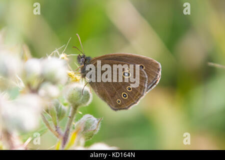 Ringlet butterfly (aphantopus hyperantus) appoggiata su un fiore Foto Stock
