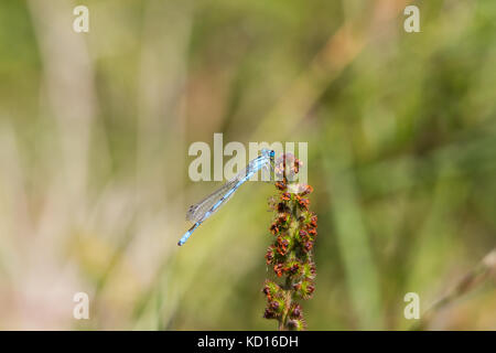 Enallagma cyathigerum noto come il comune damselfly blu, comune bluet, o northern bluet Foto Stock