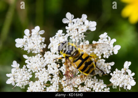 Myathropa florae nectaring sui fiori Foto Stock