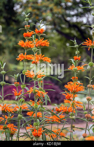 Vista della leonotis leonurus, noto anche come leone la coda e Wild Dagga fiore. Foto Stock