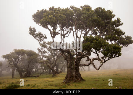 Fanal vecchi alberi di alloro posizione, famoso sentiero escursionistico sull' isola di Madeira, Portogallo. Foto Stock