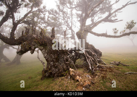 Fanal vecchi alberi di alloro posizione, famoso sentiero escursionistico sull' isola di Madeira, Portogallo. Foto Stock