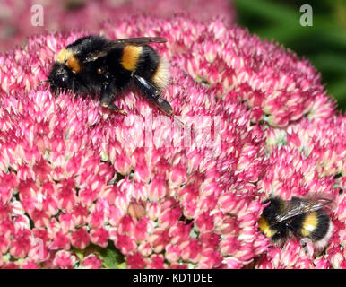 Un lavoratore e una regina Buff-tailed Bumblebee (Bombus terrestris) su un Sedum fiore spectable testa. La regina è la più grande delle api e la differenza di dimensione Foto Stock