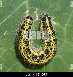 Il giallo e marrone di caterpillar il bianco di grandi dimensioni o cavolo bianco butterfly (Sarcococca brassicae) forma a U su una foglia di nasturtium. Bedgebury Forest, K Foto Stock