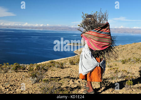 Bolivia - il lago Titicaca, il più grande lago highaltitude nel mondo. donna etnica a ritornare al villaggio con il legno utilizzato per fare un fuoco in ordine Foto Stock