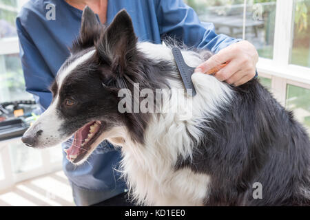 Vista laterale della pettinatura della sorridente Border Collie seduto sulla toelettatura tabella. Foto Stock