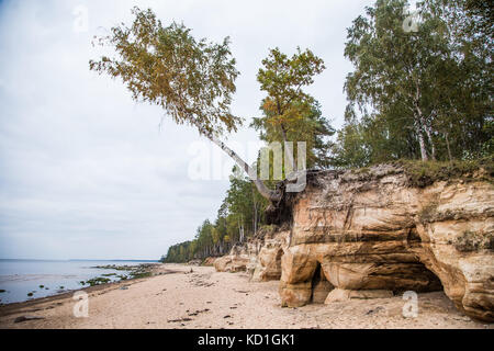 Una bellissima pietra arenaria paesaggio shore. alberi che crescono su di una scogliera di pietra arenaria ar mar baltico. scenario con una grotte. Baltic Beach il paesaggio con le grotte Foto Stock