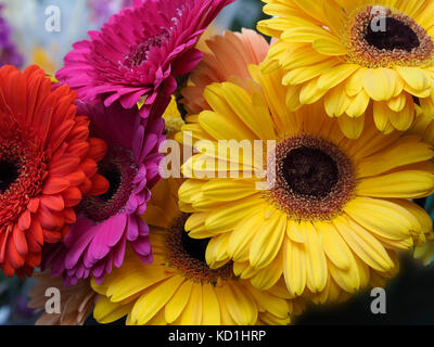 Gerbera daisy bouquet di fiori, di colore rosso giallo viola, disposizione; luminoso; botanica; la bellezza della natura; blooming; blossom; profumo; mazzetto di fiori; Foto Stock