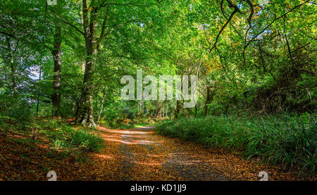Colorata pista forestale con foglie autunnali sul pavimento e alberi Foto Stock
