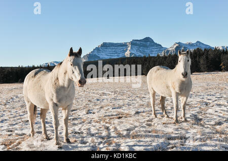 Due contrassegno bianco cavalli selvaggi nel Canadian regione montagnosa Foto Stock