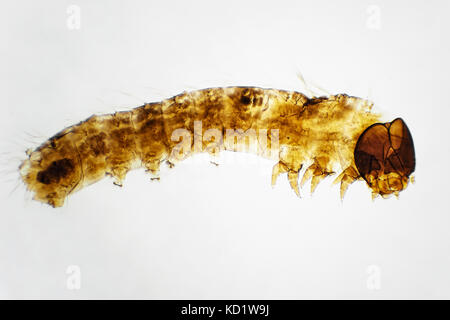 Micrografia di luce di una larva del baco da seta su un preparato vetrino per microscopio, area raffigurato è di circa 3,6 mm ampia Foto Stock