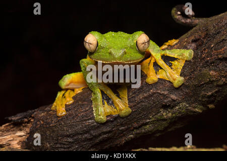 Wallace Flying Frog Foto Stock