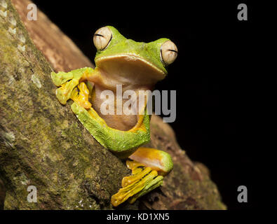 Wallace Flying Frog Foto Stock