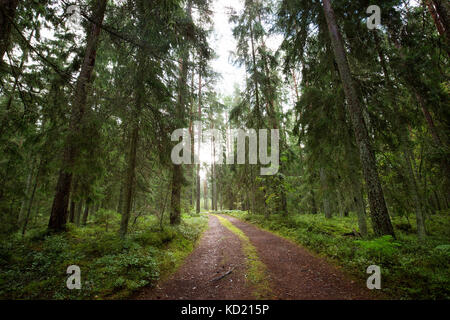 Lahemaa parco nazionale del panorama della foresta Foto Stock