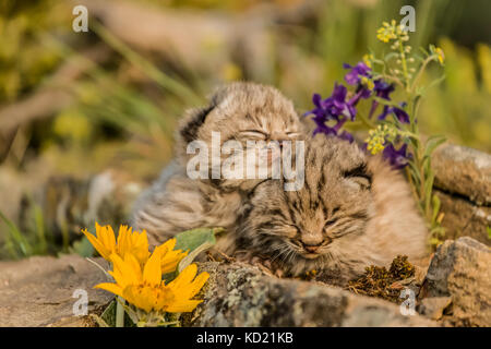 Giovani gattini bobcat snoozing su un listello in primavera, vicino a Bozeman, Montana, USA. Da uno a sei, ma di solito da due a quattro cuccioli sono nato nel mese di aprile o Foto Stock