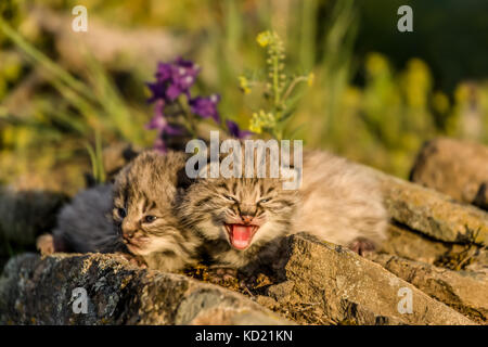 Giovani gattini bobcat appollaiato su un listello in primavera, vicino a Bozeman, Montana, USA. Da uno a sei, ma di solito da due a quattro cuccioli sono nato nel mese di aprile o Foto Stock