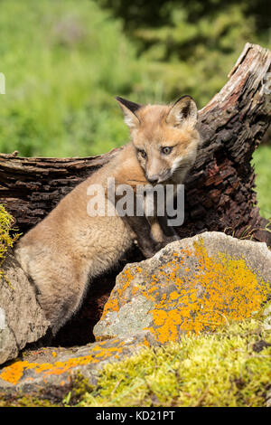 Red Fox arrampicata kit accanto al suo den, vicino a Bozeman, Montana, USA. Animali in cattività. Foto Stock