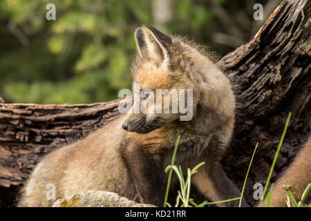 Rosso kit Fox in piedi al di fuori della sua den vicino a Bozeman, Montana, USA. Animali in cattività. Foto Stock