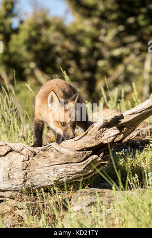 Rosso kit Fox lo sniffing di un registro al di sopra della sua den, vicino a Bozeman, Montana, USA. Animali in cattività. Foto Stock