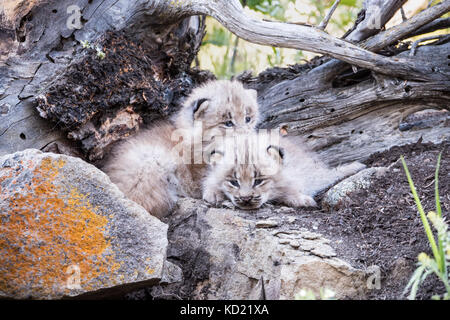 Due Lynx di Canada gattini cuddling insieme per tenere in caldo, vicino a Bozeman, Montana, USA. Animali in cattività. Foto Stock