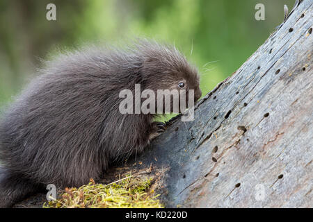 Baby Porcupine comune (porcupette o pup) salendo un albero morto vicino a Bozeman, Montana, USA. Animali in cattività. Foto Stock