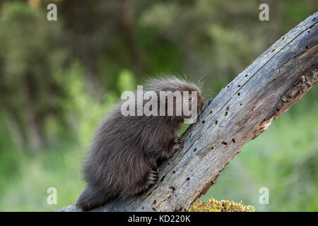 Baby Porcupine comune (porcupette o pup) salendo un albero morto vicino a Bozeman, Montana, USA. Animali in cattività. Foto Stock