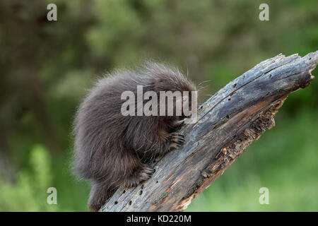 Baby Porcupine comune (porcupette o pup) salendo un albero morto vicino a Bozeman, Montana, USA. Animali in cattività. Foto Stock